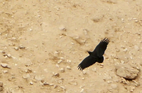 Corvus rhipidurus